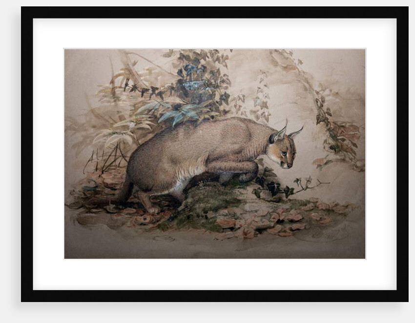 Caracal, 1851-69 by Joseph Wolf