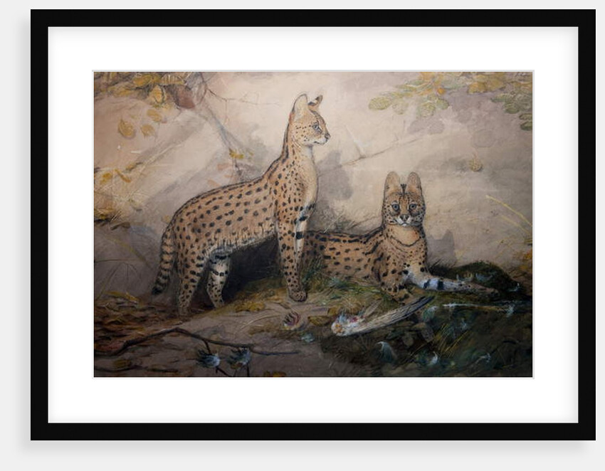 Serval, 1851-1869 by Joseph Wolf