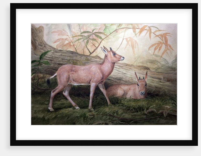 Scimitar Horned Oryx Calves, c.1850 by Joseph Wolf