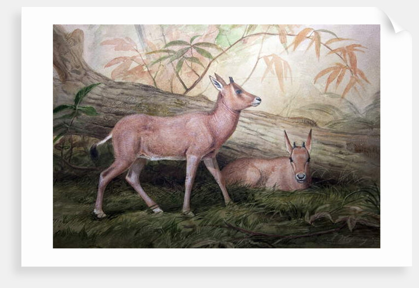 Scimitar Horned Oryx Calves, c.1850 by Joseph Wolf