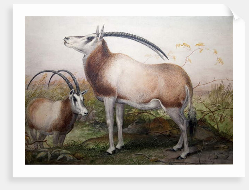 The Leucoryx Antelope, Oryx Leucoryx, c.1850 by Joseph Wolf