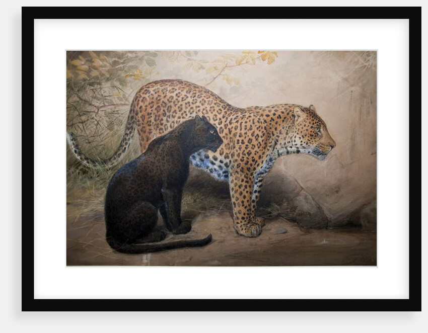 Leopards, 1851-69 by Joseph Wolf