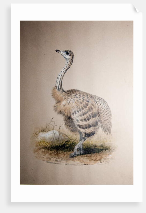 Ostrich, c.1850 by Joseph Wolf