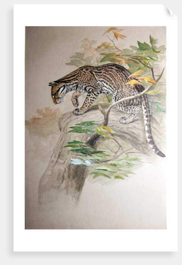 Ocelot, 1851-52 by Joseph Wolf