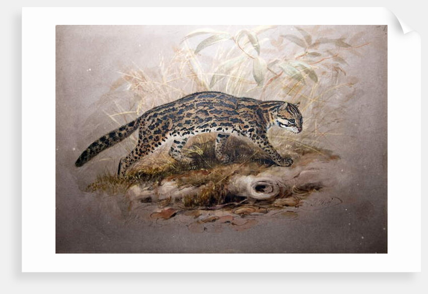 Ocelot, 1851-52 by Joseph Wolf