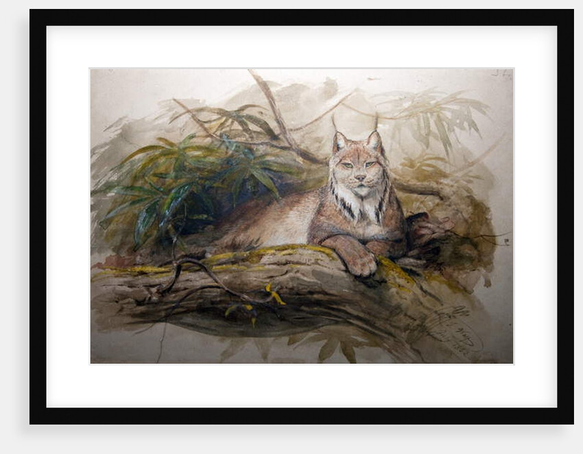 The Canadian Lynx, 1852 by Joseph Wolf