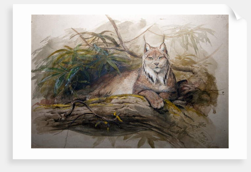 The Canadian Lynx, 1852 by Joseph Wolf