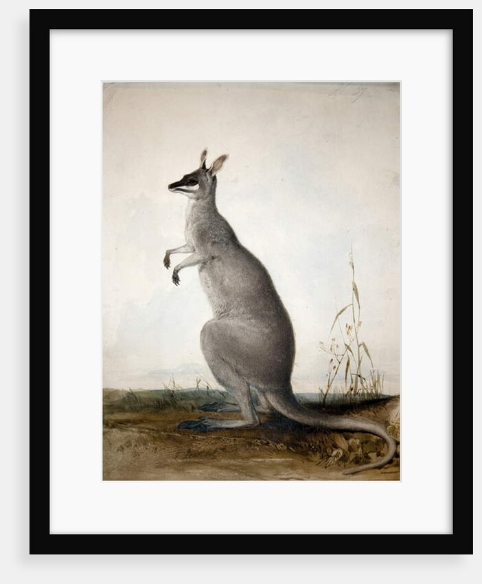 Macropus parryi, 1834 by Edward Lear