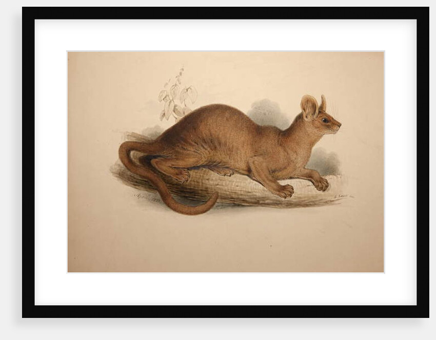 Cryptoprocta ferox, 1833 by Edward Lear