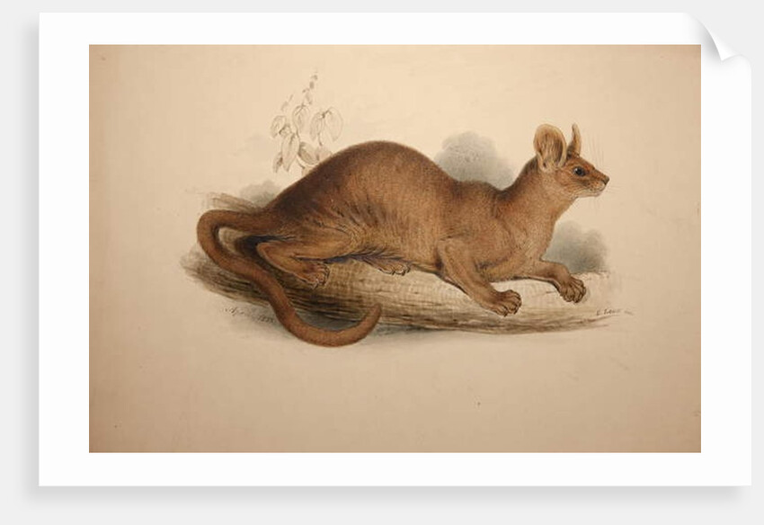 Cryptoprocta ferox, 1833 by Edward Lear