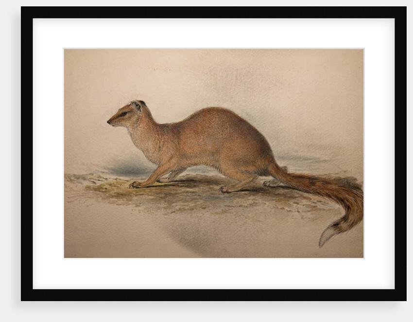 Cynictis steedmanii, c.1835 by Edward Lear