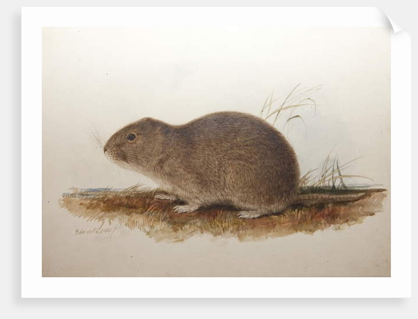 Ctenomys magellanicus, 1836 by Edward Lear