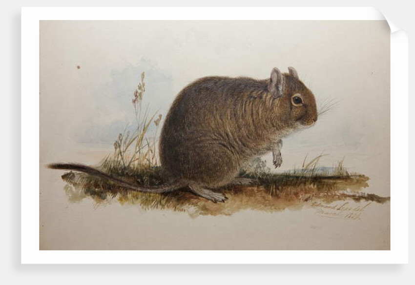 Octodon cumingii, 1836 by Edward Lear