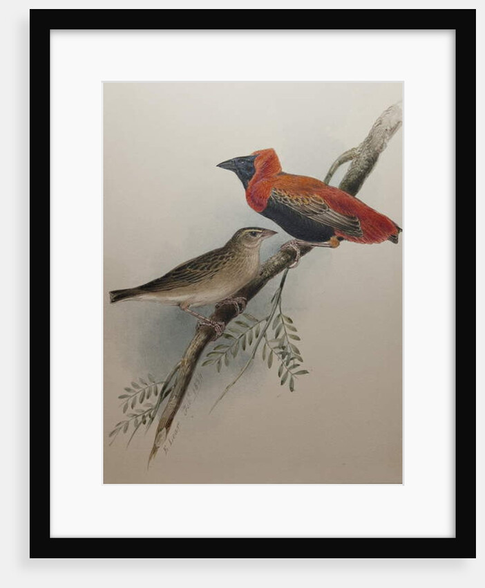 Northern Red Bishop, 1834 by Edward Lear