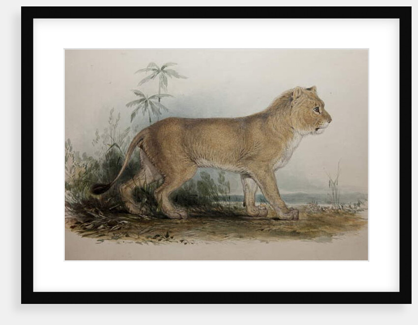 Maneless Lion of Guzerat, 1835 by Edward Lear