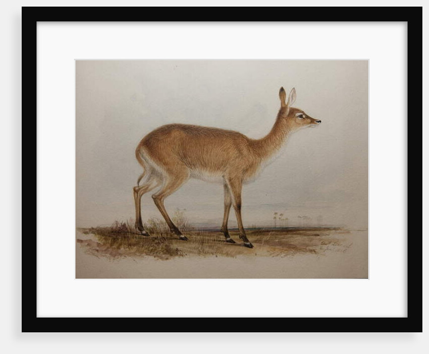 Red Lechwe, 1836 by Edward Lear