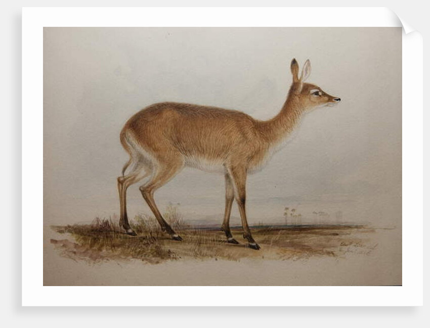 Red Lechwe, 1836 by Edward Lear