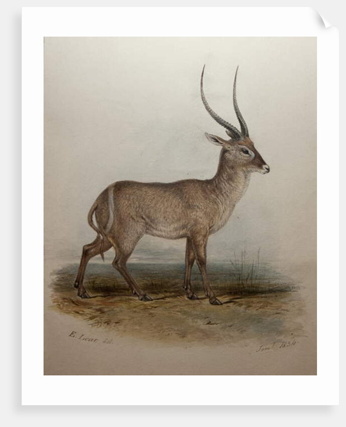 Bohor Reedbuck, 1834 by Edward Lear