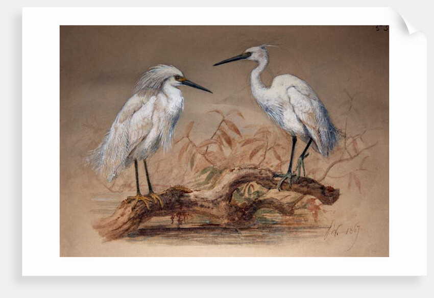 Egrets, 1867 by Joseph Wolf