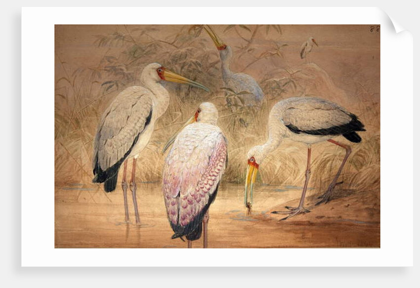 Indian Tantalus, 1856-67 by Joseph Wolf