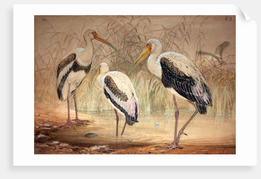 African Tantalus, 1856-67 by Joseph Wolf