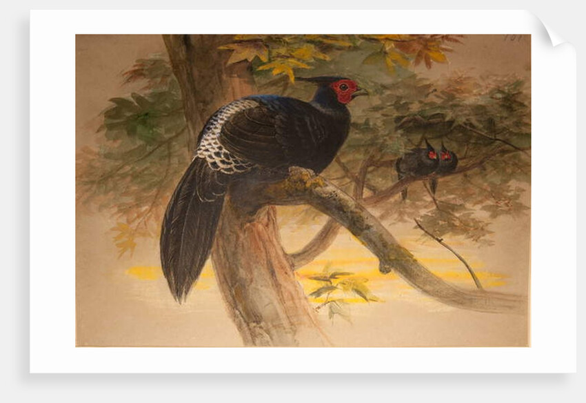 Purple Kaleege, c.1851-76 by Joseph Wolf