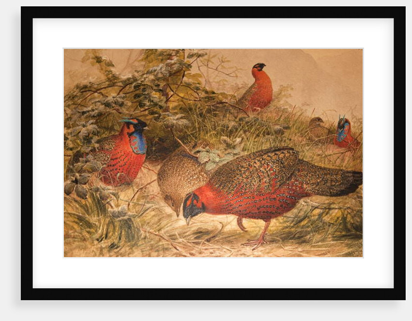 Horned Tragopan, c.1851-76 by Joseph Wolf