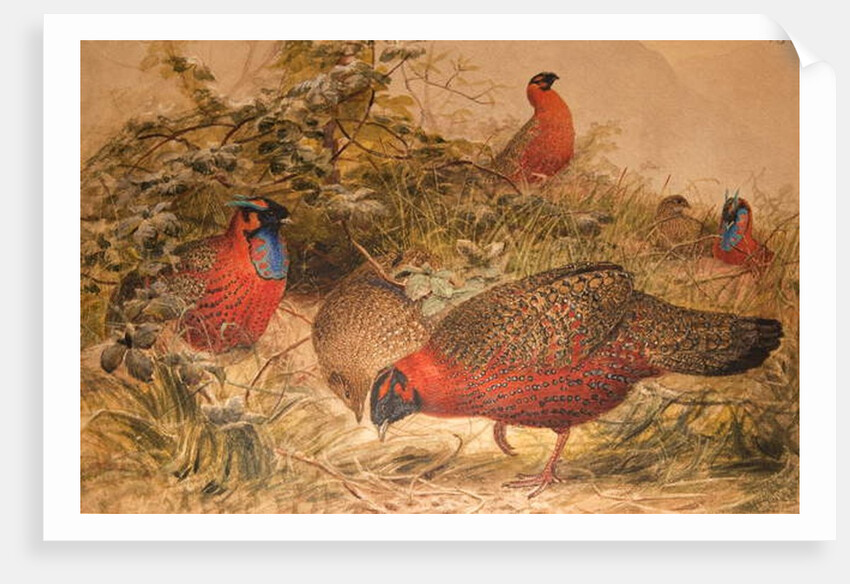 Horned Tragopan, c.1851-76 by Joseph Wolf
