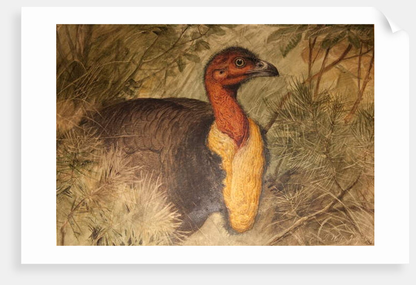 Brush Turkey, c.1851-76 by Joseph Wolf