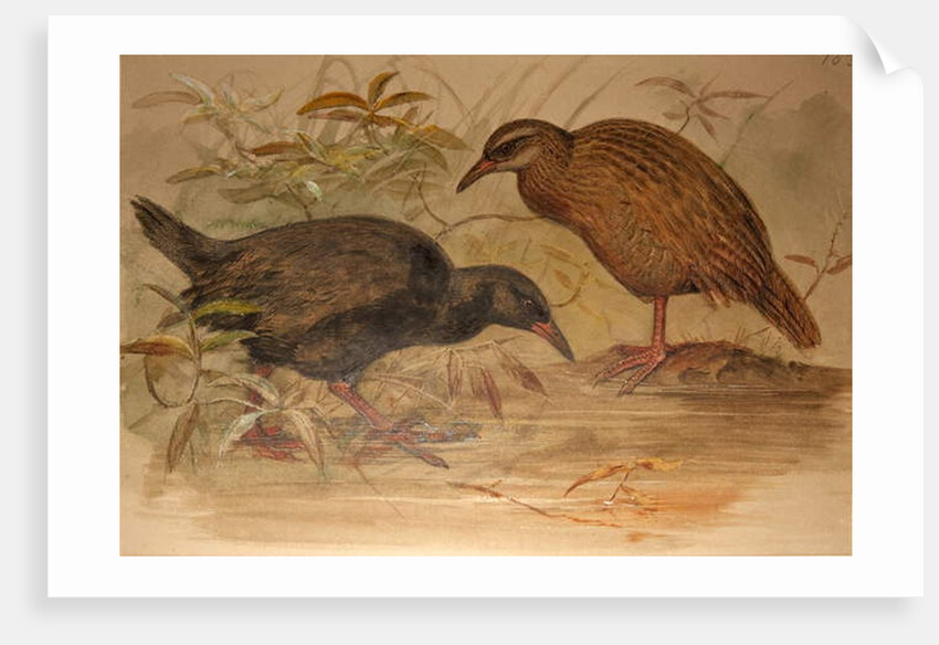 Weka Rail, c.1851-76 by Joseph Wolf