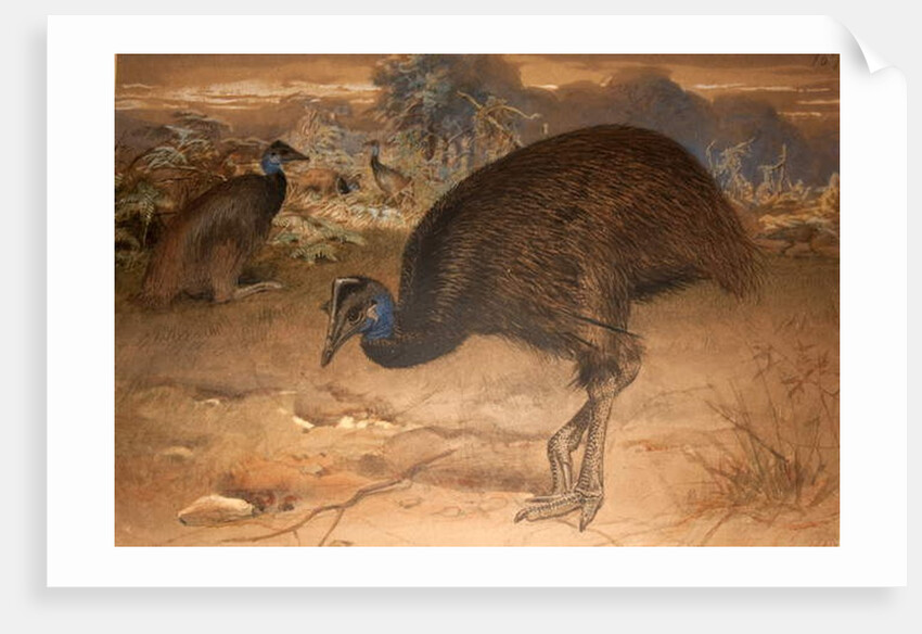 Bennett's Cassowary, c.1851-76 by Joseph Wolf