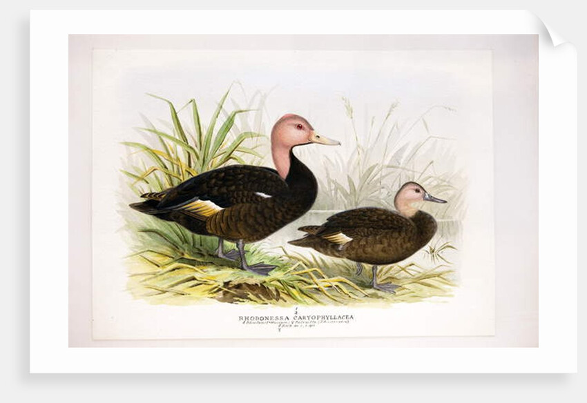 Pink-headed ducks, c.1896-1921 by Henry Jones