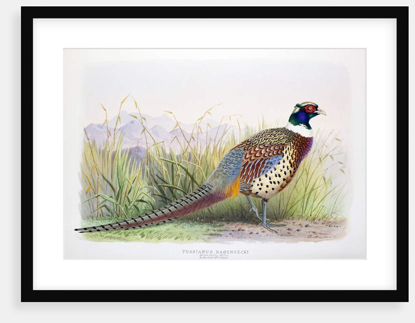Phasianus hagenbecki, 1906-7 by Henry Jones