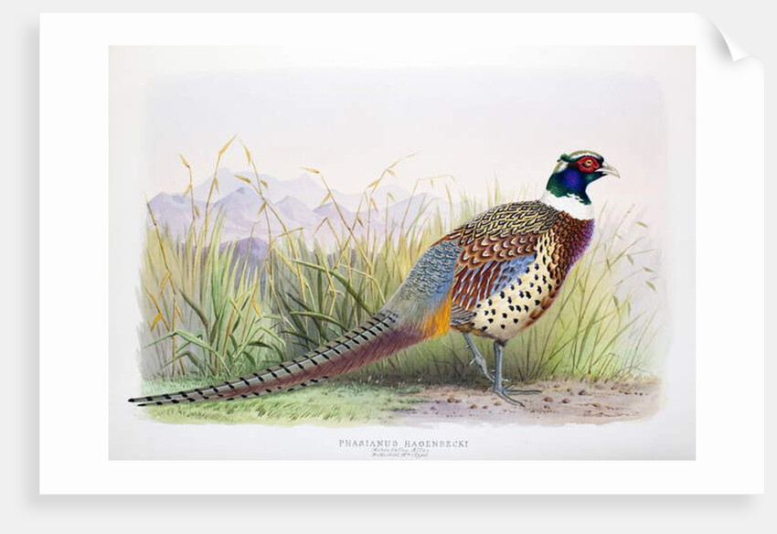 Phasianus hagenbecki, 1906-7 by Henry Jones