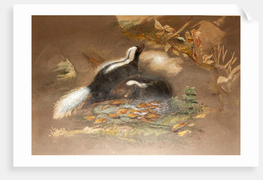 American Skunk by Joseph Wolf