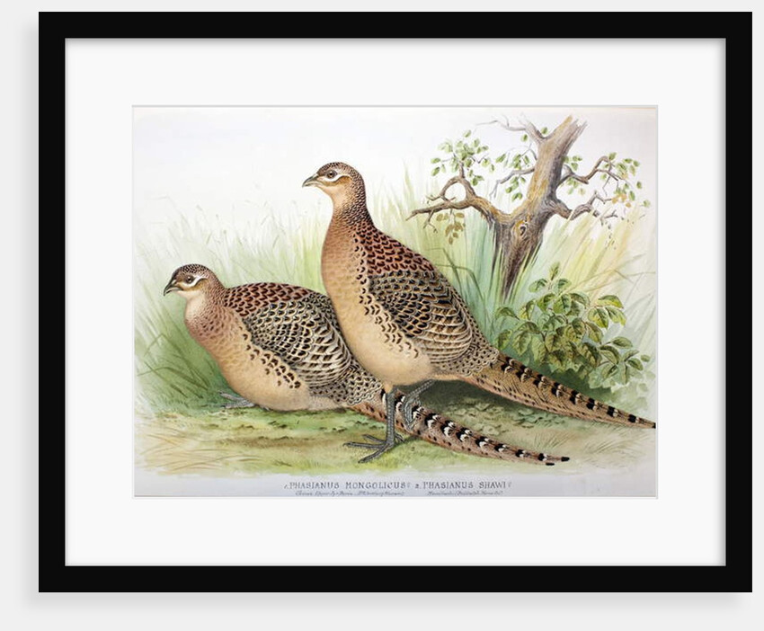 Phasianus mongolicus and Phasianus shawi, 1906-7 by Henry Jones