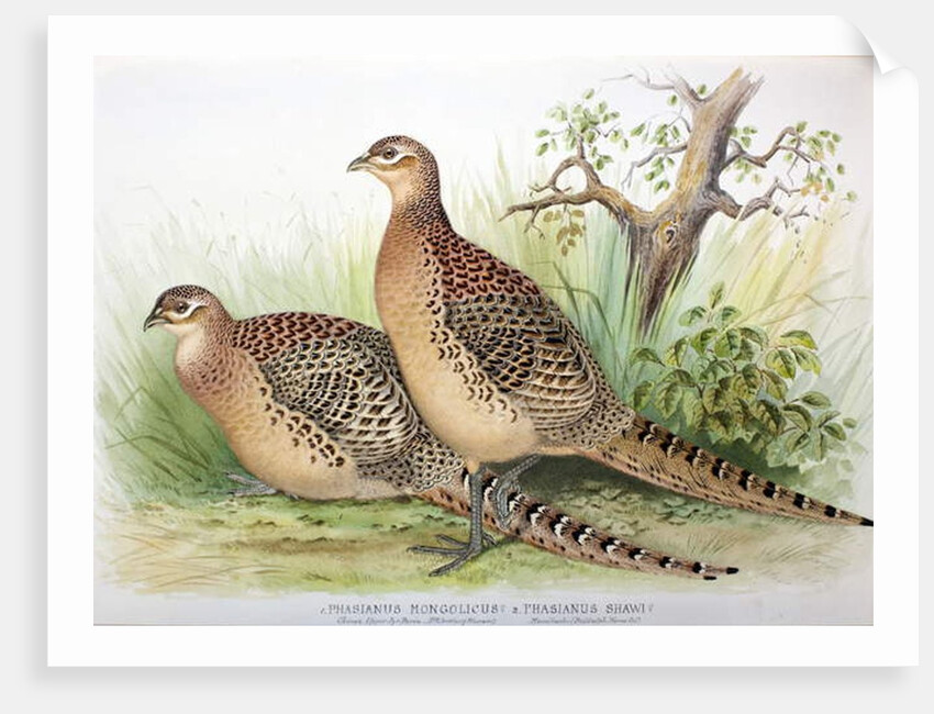 Phasianus mongolicus and Phasianus shawi, 1906-7 by Henry Jones