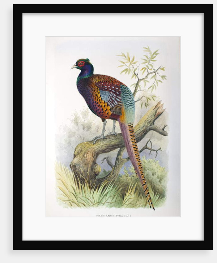 Phasianus strauchi, 1906-7 by Henry Jones