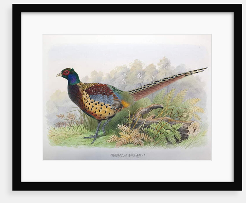 Phasianus Decollatus, 1906-7 by Henry Jones