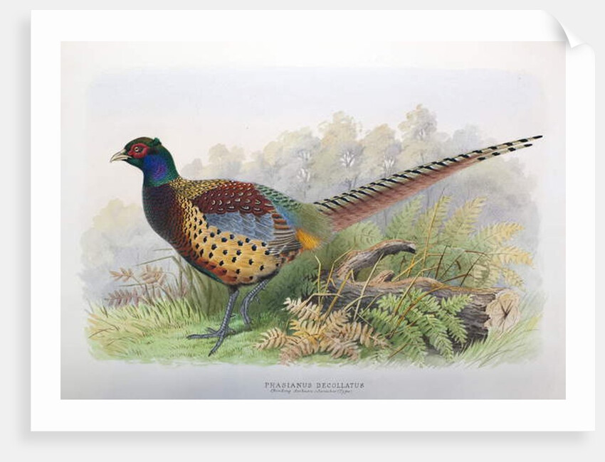 Phasianus Decollatus, 1906-7 by Henry Jones