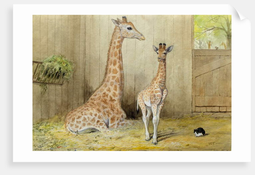 Giraffe and Young, 1852 by Joseph Wolf