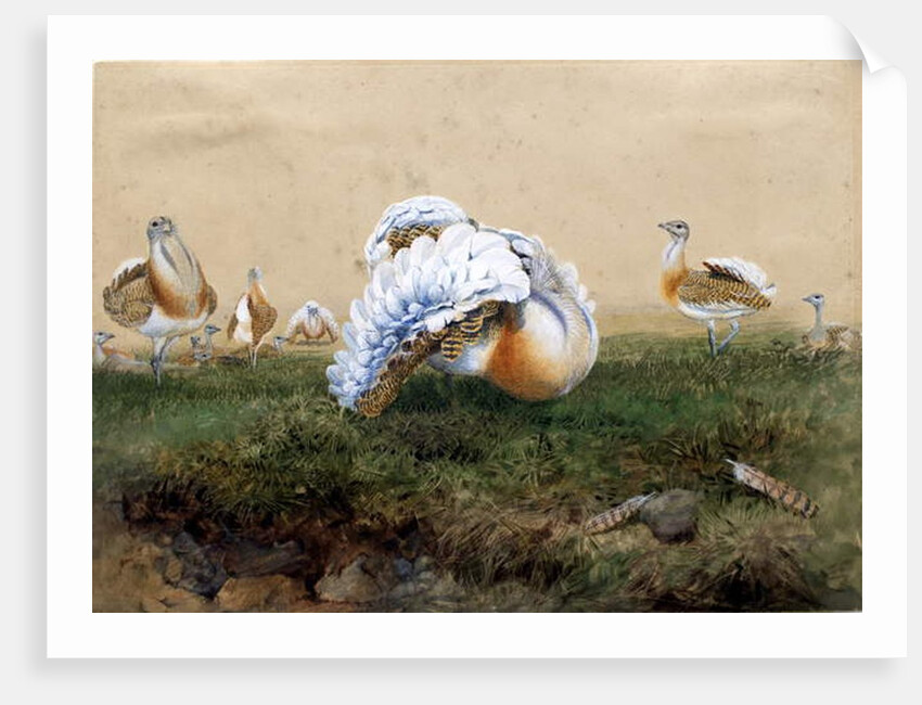 Great Bustards by Joseph Wolf