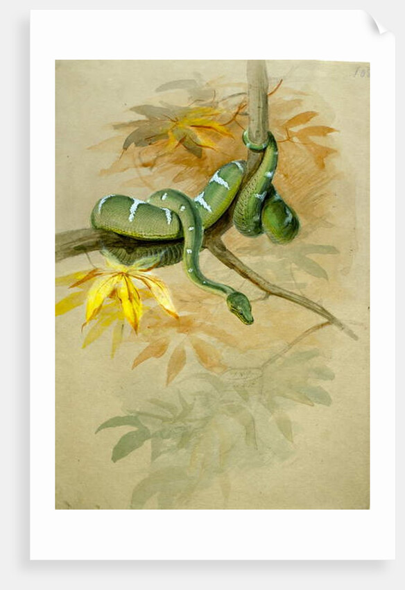 Green Boa by Joseph Wolf