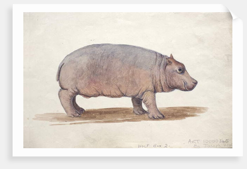 Obaysch, c.1850 by Joseph Wolf