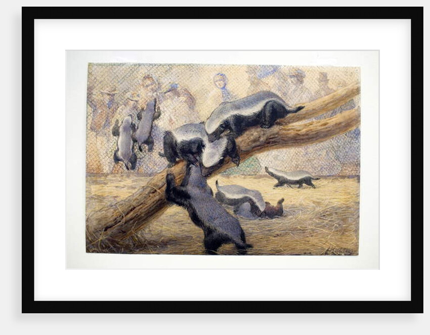 Ratels, 1864 by Joseph Wolf