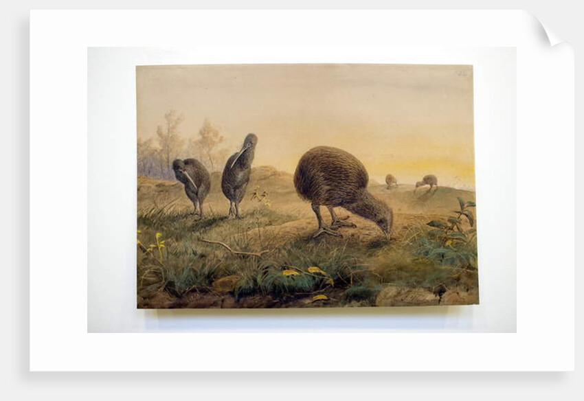 Kiwi Mantells, 1852 by Joseph Wolf