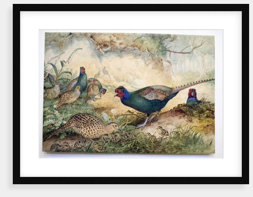 Japanese Pheasants, 1865 by Joseph Wolf
