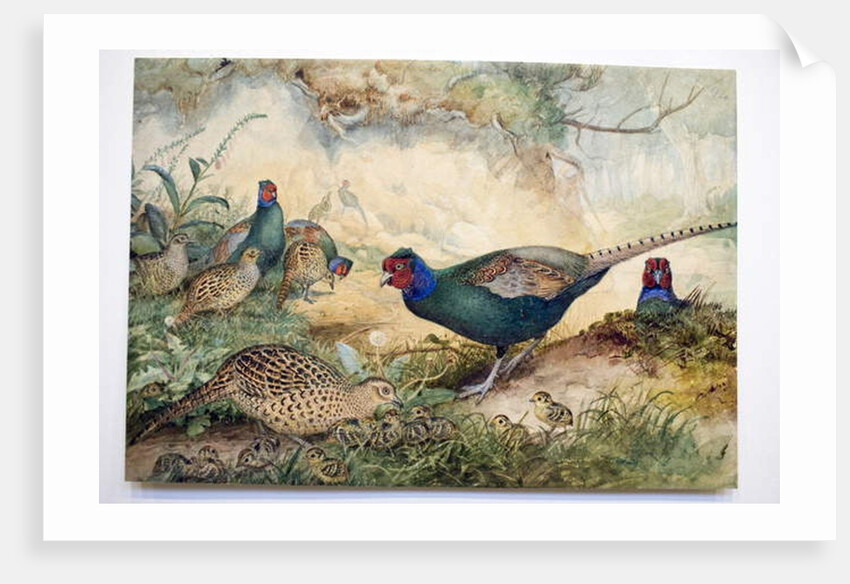 Japanese Pheasants, 1865 by Joseph Wolf