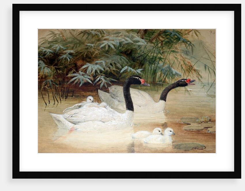 Black-necked swan, 1852-54 by Joseph Wolf