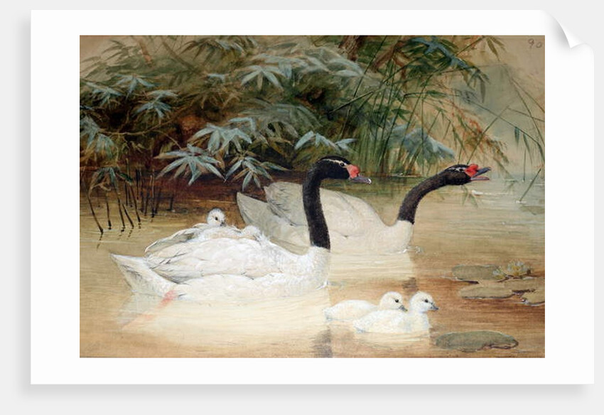Black-necked swan, 1852-54 by Joseph Wolf